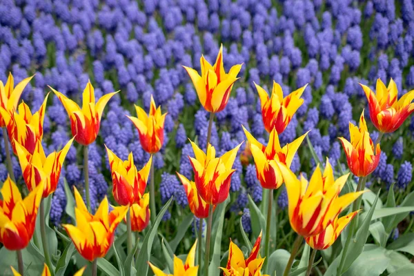 Весеннем Саду Цветут Разноцветные Цветы Тюльпана — стоковое фото