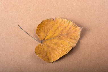 Kuru sonbahar yaprak kağıt doku arka plan üzerine yerleştirilen