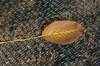 Sonbahar zamanlarının ayrı bir kuru yaprağı.