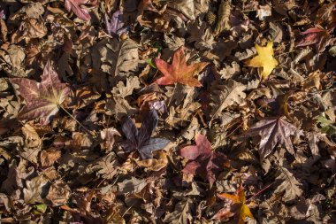 Sonbahar mevsiminin yapraklı desenli arka planı