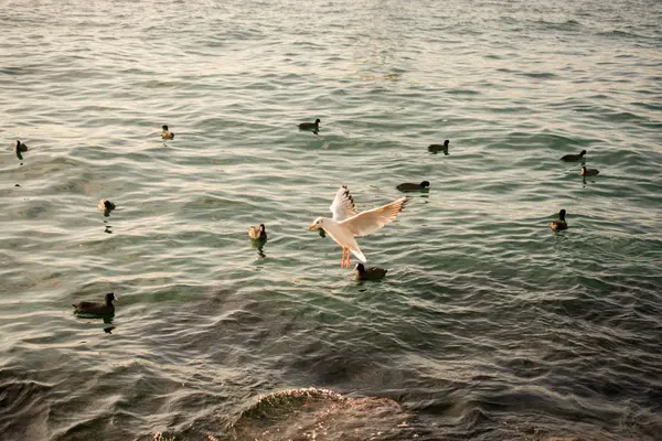 Vogelschwarm Auf Dem Wasser Mit Wasseroberfläche Hintergrund — Stockfoto