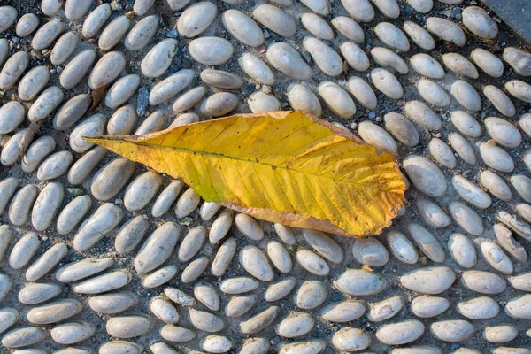 Gran Vista Cerca Hoja Seca Concepto Naturaleza — Foto de Stock