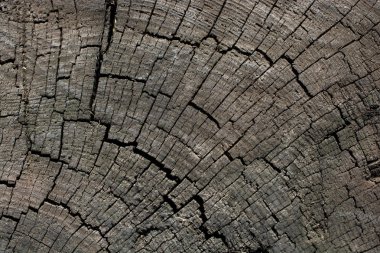 Arkaplan olarak doğal desenli ahşap doku