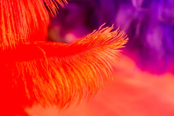 Beautiful Bird Feathers Decorative Purposes — Stock Photo, Image