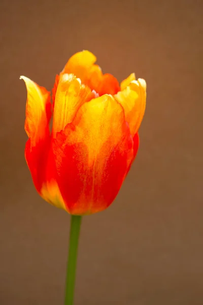 Kleurrijke Tulp Bloem Bloei Met Een Kleurrijke Achtergrond — Stockfoto