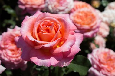 Yakından bakınca güzel taze güller.