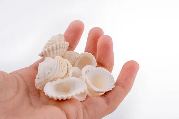 Рука Держит Красивую Морскую Раковину Белом Фоне — стоковое фото