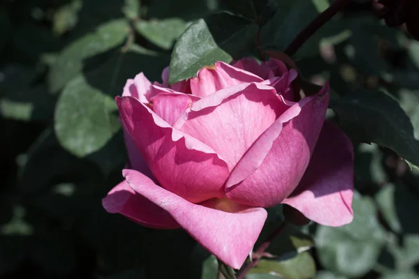 庭の背景に美しいカラフルなバラの花 — ストック写真