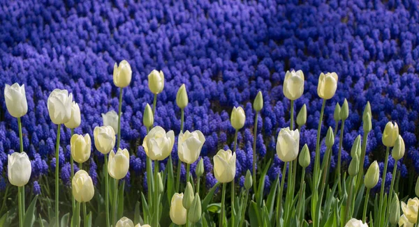 Bahar Bahçesinde Renkli Lale Çiçekleri Açar — Stok fotoğraf