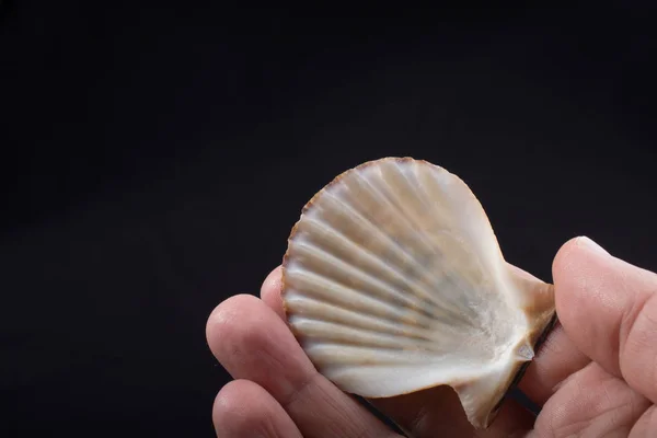 Hand Holding Beautiful Seashell Hand Black — Stock Photo, Image