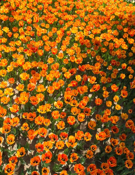 Virágzó Színes Tulipán Virágok Kertben Mint Virágos Háttér — Stock Fotó