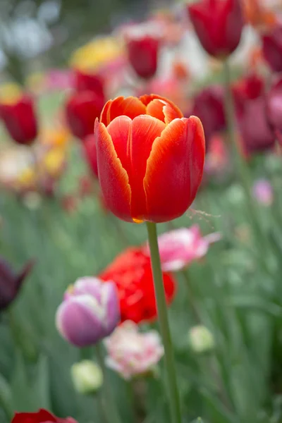 Выдающийся Красочный Цветок Тюльпана Цветет Весеннем Саду — стоковое фото