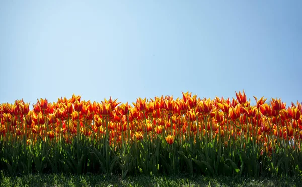 Fiori Tulipano Colorati Fioriscono Nel Giardino Primaverile — Foto Stock