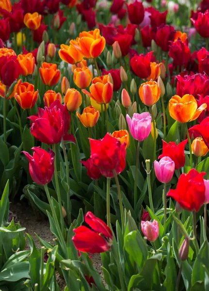 Bunte Tulpenblumen Blühen Frühlingsgarten — Stockfoto