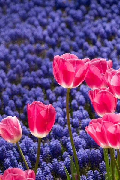 ดอกท นสดใสบานสะพร งในสวนฤด ใบไม — ภาพถ่ายสต็อก