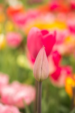 Bahar bahçesinde renkli lale çiçekleri açıyor.