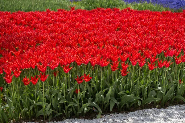 Rote Farbe Tulpen Blühen Frühling Garten — Stockfoto