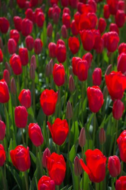 Çiçek arkaplanı olarak çiçek açan renkli lale çiçekleri