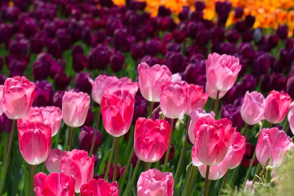 Färgglada Tulpanblommor Blommar Vårträdgården — Stockfoto