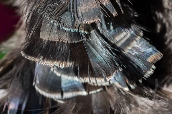 Mooie Vogelveren Voor Decoratieve Doeleinden — Stockfoto