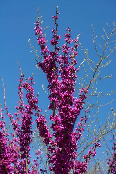 Flor Del Árbol Florecen Hermosas Flores Temporada Primavera —  Fotos de Stock