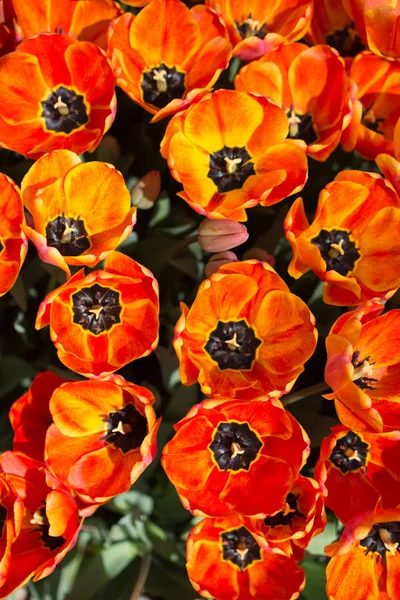 Fioritura Fiori Tulipano Colorati Giardino Come Sfondo Floreale — Foto Stock