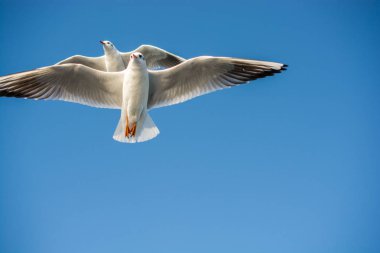 Gökyüzünde uçan bir çift martı.