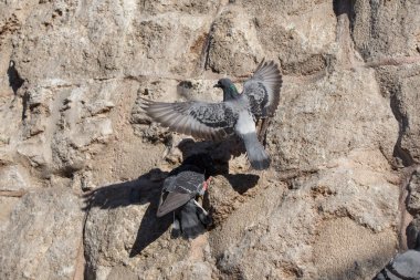 Güvercinler arka planda oturuyor.