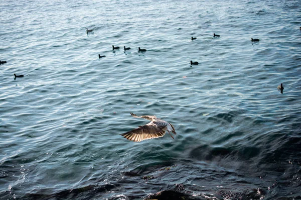 Одинарна Чайка Літає Над Морем Морями — стокове фото