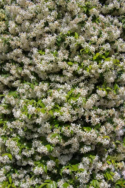 Blooming Flowers Make Floral Background Texture — Stock Photo, Image