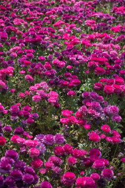 Çiçek açan, çiçekli arkaplan dokusu.