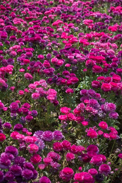 Bloeiende Bloemen Bloemen Achtergrond Textuur — Stockfoto