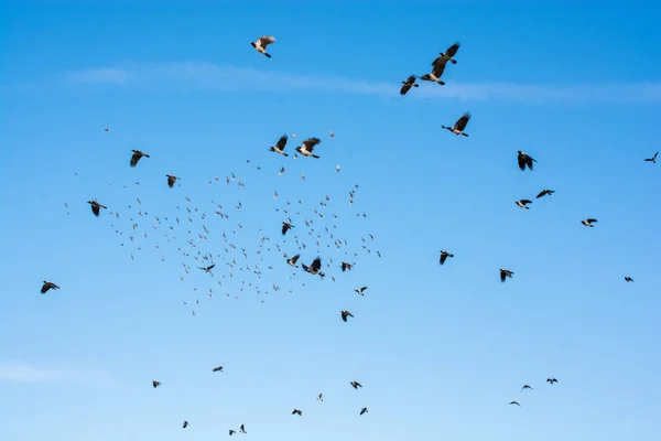 Rebanho Pássaros Vistos Voando Céu — Fotografia de Stock