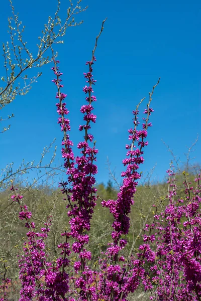 Flor Árvore Flores Bonitas Estação Primavera — Fotografia de Stock