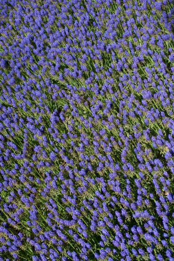 Çiçekler çiçek arkaplan dokusunu oluşturur