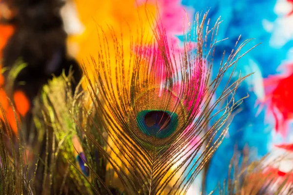 Beautiful Bird Feathers Decorative Purposes — Stock Photo, Image