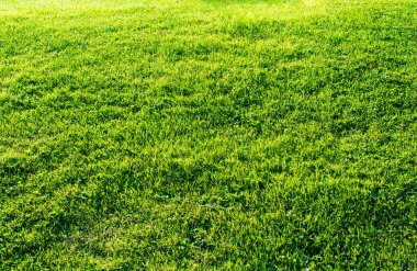 Doğa arkaplanı olarak kullanmak için yeşil çimen