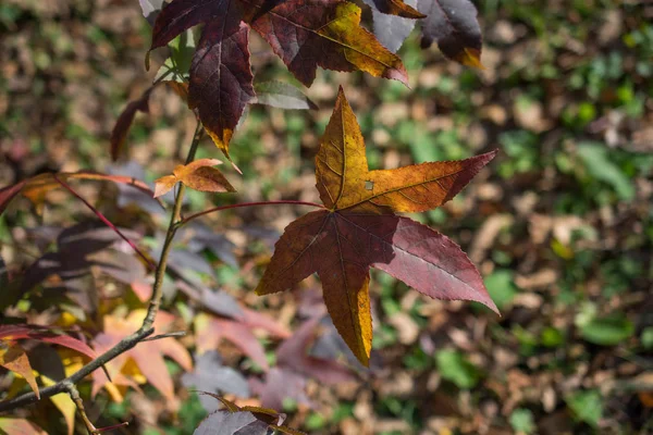 Hojas Secas Temporada Otoño Vista — Foto de Stock