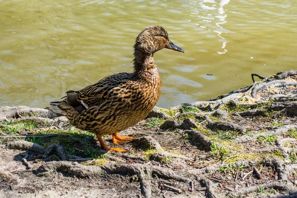 Pato Selvagem Lado Uma Lagoa — Fotografia de Stock