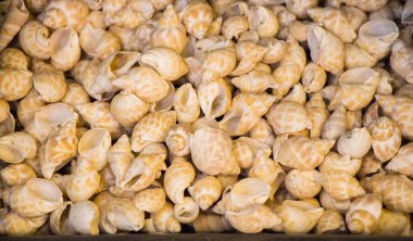 Dekoratif amaçlar için toplanan deniz kabukları.