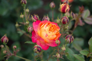 Bahçe arka planında güzel renkli gül çiçeği
