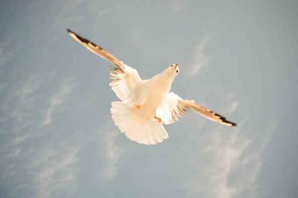 Single Seagull Flying Blue Sky Background — Stock Photo, Image