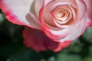 Renkli taze gül. Kısmen yakından bakınca.