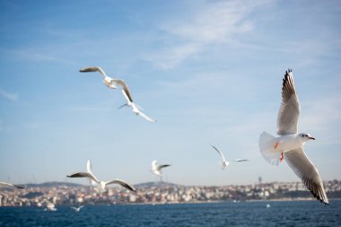 Tek bir martı denizin kıyısında bulunur.