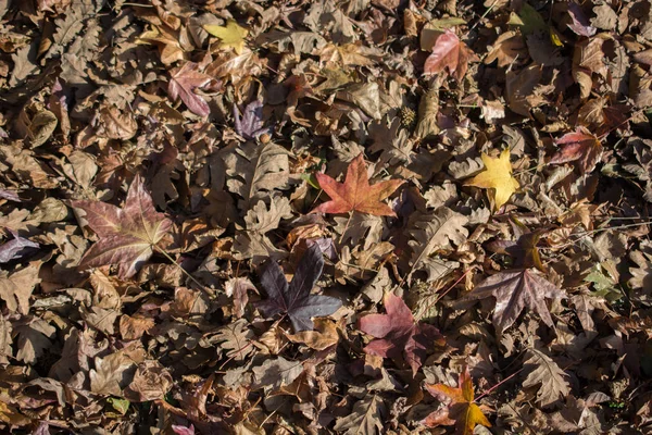 Fondo Texturizado Temporada Otoñal Con Hojas — Foto de Stock