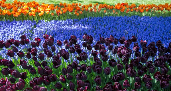 Κήπος Ανθισμένα Λουλούδια Τουλίπας Στον Κήπο Της Άνοιξης — Φωτογραφία Αρχείου
