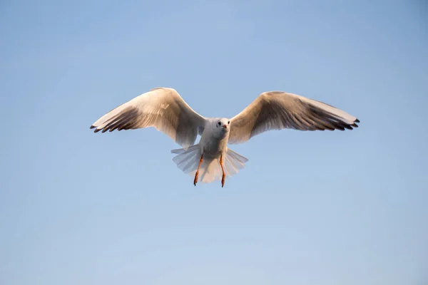 Ένας Γλάρος Που Πετά Στον Ουρανό Φόντο — Φωτογραφία Αρχείου