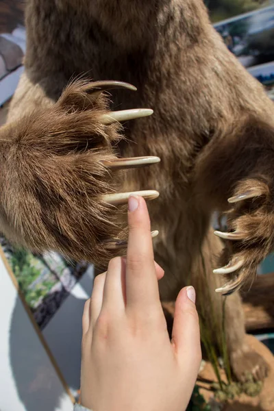 Brown Bear Paw Αιχμηρά Νύχια Όψει — Φωτογραφία Αρχείου