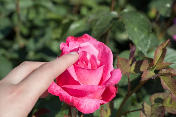 Hand Holding Colorful Rose Flower — Stock Photo, Image