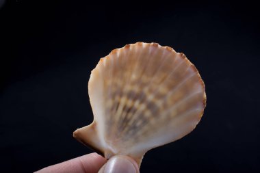 Güzel deniz kabuğu siyah elinde tutan el